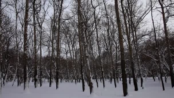 Panorama vertical au parc d'hiver 
