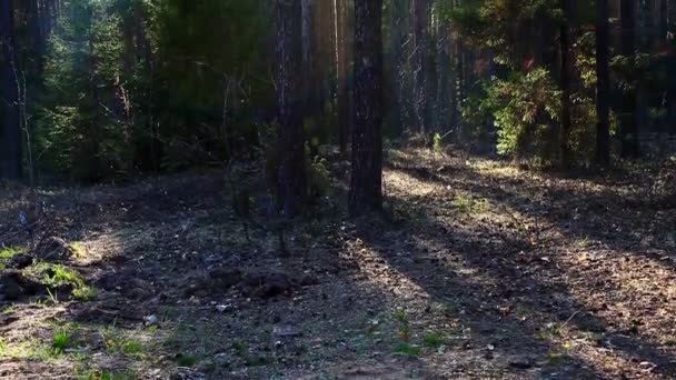 Panorámica en bosque de primavera al atardecer con destello de lente — Vídeos de Stock