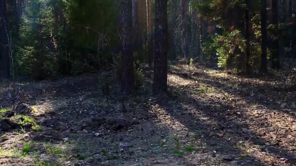 Panorering på våren skog vid solnedgången med bländning — Stockvideo