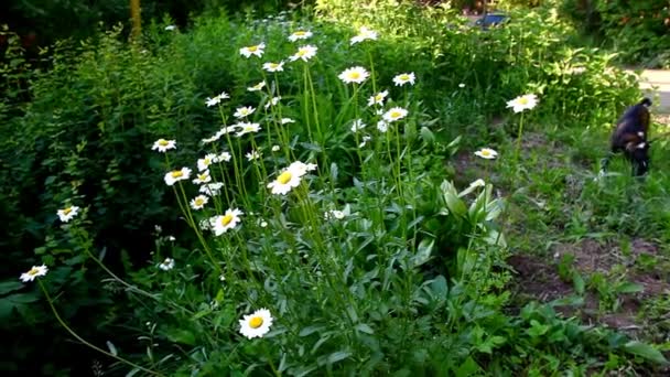 Camomilla cespuglio di fiori e cane al villaggio rurale — Video Stock