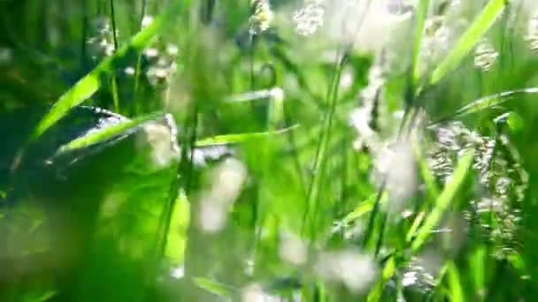 Ходити по траві на лісовому заході сонця — стокове відео