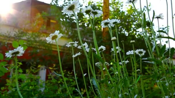 Fleurs de camomille au coucher du soleil sur la cour arrière — Video