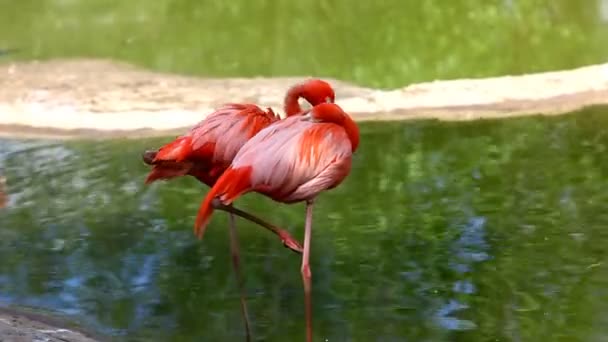 Flamingo стоять в воде — стоковое видео