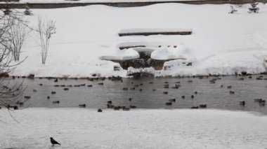 Gölde ördekler winter Park ile pan