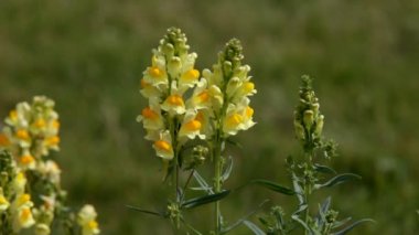 aslanağzı majus ve bumblebee dışarı uçarak