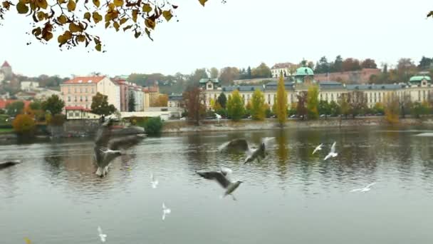 Las gaviotas capturan comida - vuelan cerca de la orilla del río en praga — Vídeo de stock