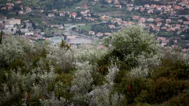 Flowers on rock and valley, France — стоковое видео