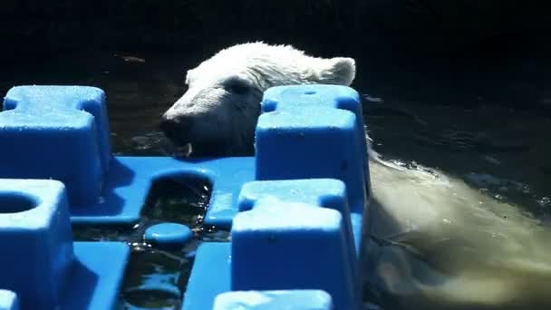 Dois urso filhote jogar na água — Vídeo de Stock