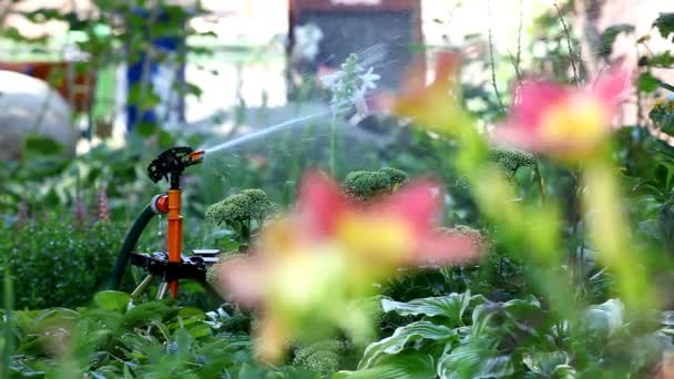 Спринклер в саду наливає квітку - фокус на квітці — стокове відео