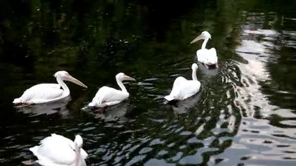 Groupe de pélican glisse en rang 