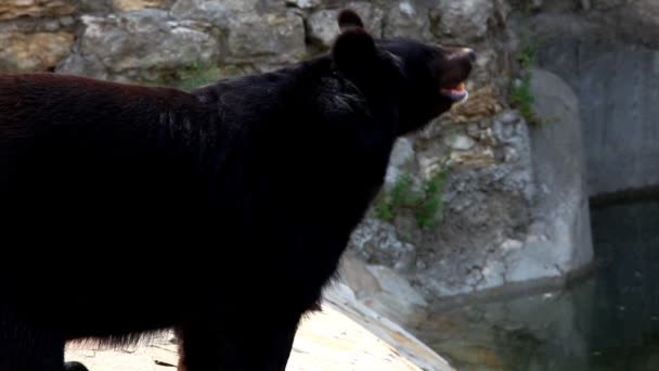 Himalayan bear wait for food in zoo — Stock Video