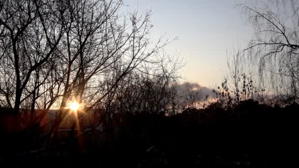 Trees and sunset — Stock Video