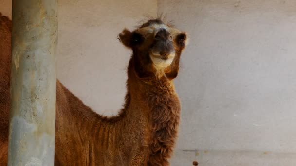 骆驼站在附近墙上特写的阴影 — 图库视频影像