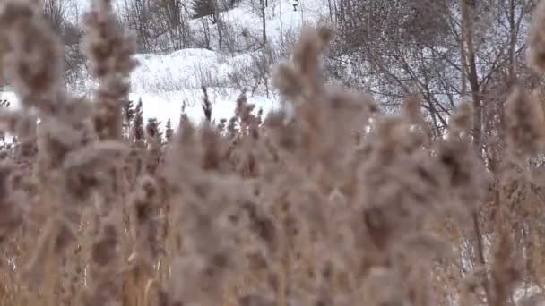 Focus op winter gras onder wind — Stockvideo