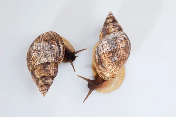 Studioaufnahme von zwei Weinbergschnecken — Stockfoto