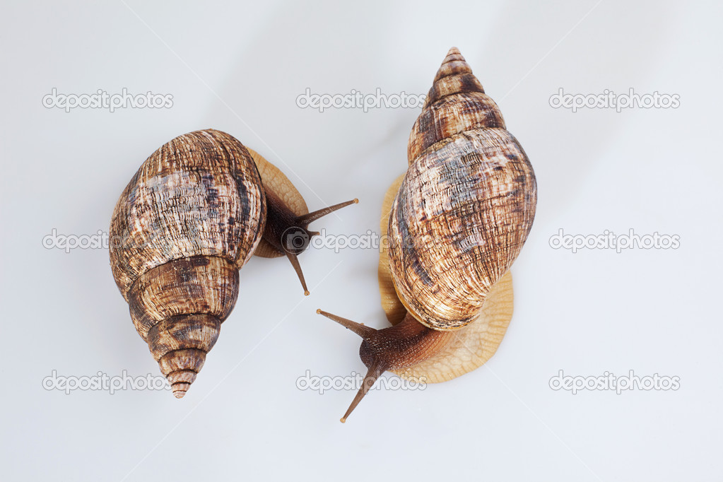 Studio shot of two grape snails