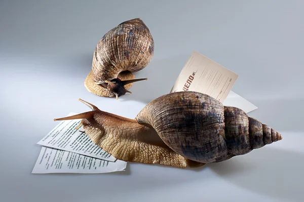 Deux escargots rampant sur les documents — Photo