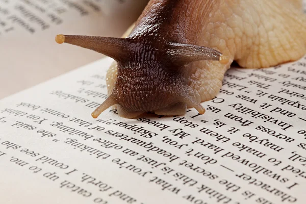 Schnecke kriecht auf Buch, Nahaufnahme — Stockfoto