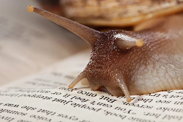 Kitap üzerinde sürünerek salyangoz makro görüntüsü — Stok fotoğraf