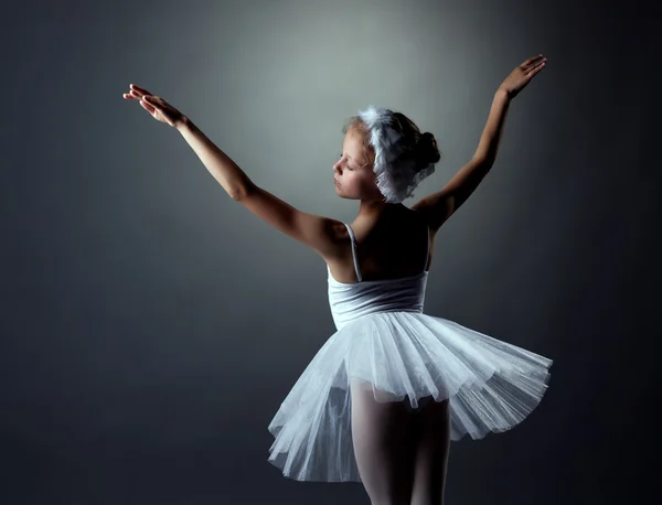 Graceful little White Swan posing in studio — Stock Photo, Image