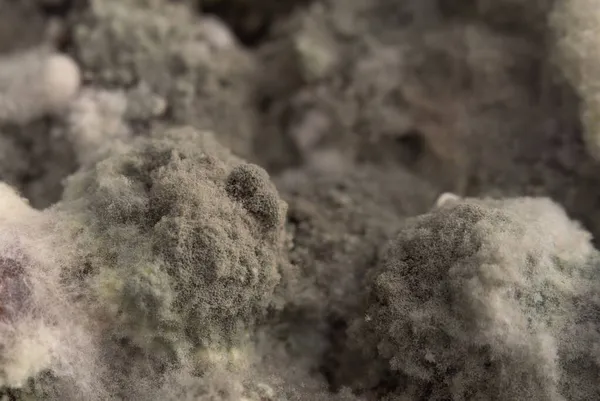 Soffici spore di muffa grigia su bacche viziate — Foto Stock