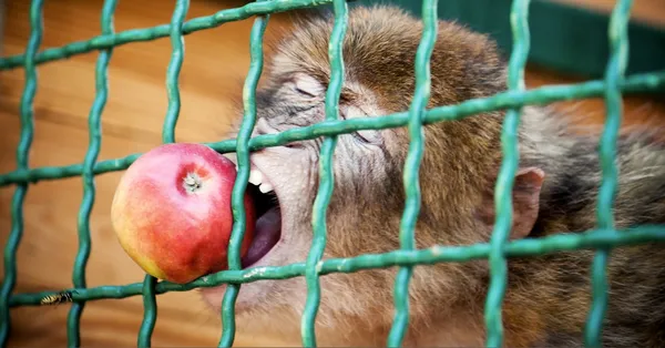 Aap eet een appel — Stockfoto