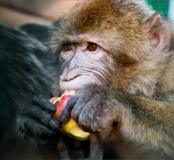 Małpa jedząca jabłko — Zdjęcie stockowe