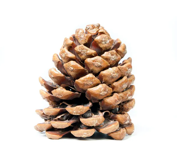 Brown pine — Stock Photo, Image