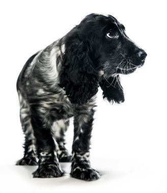 İngiliz cocker spaniel