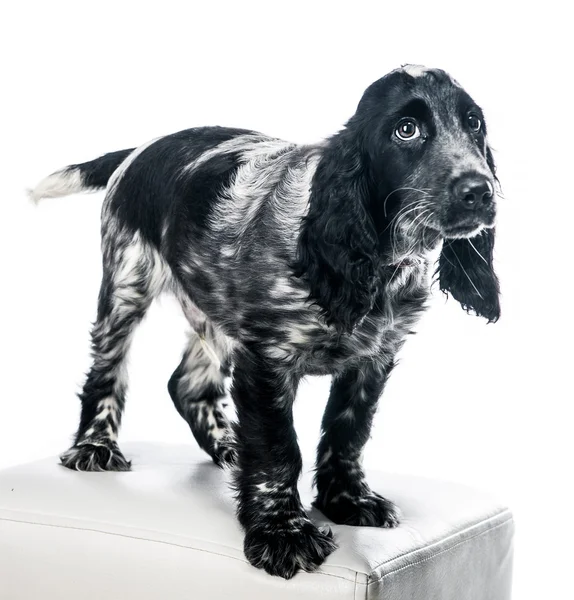 English cocker spaniel — Stock Photo, Image