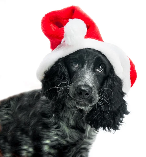 Cocker épagneul portant un chapeau de Père Noël — Photo