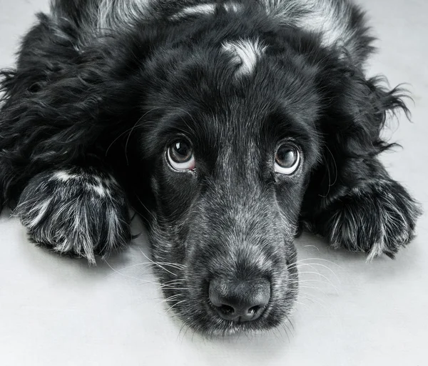 Engelsk cocker spaniel — Stockfoto