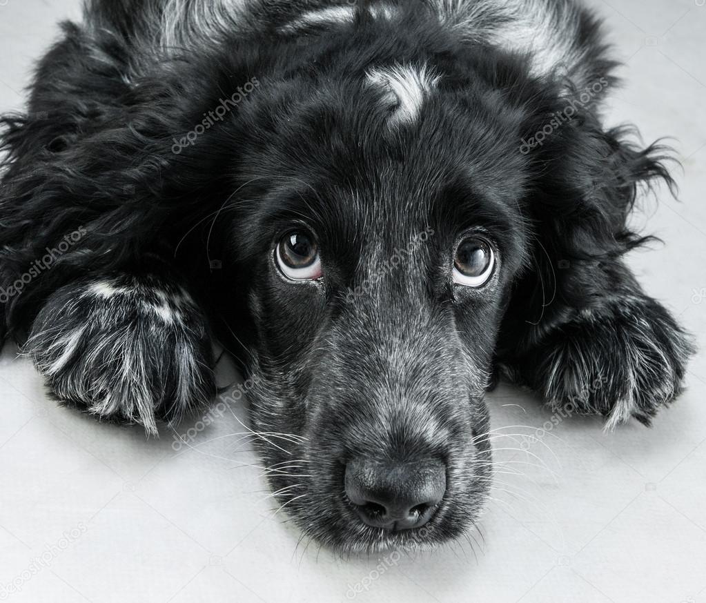 English cocker spaniel