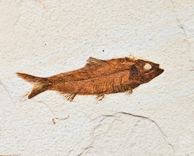 Balık Fosili