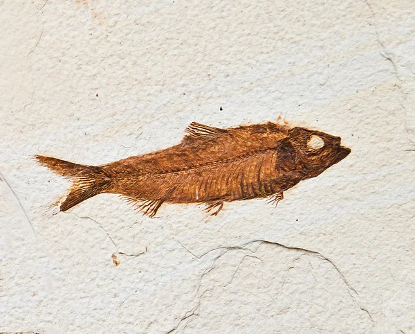 Fossili di pesce — Foto Stock