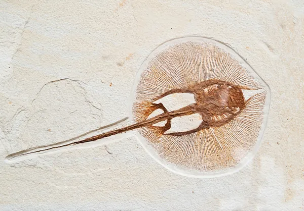 Fossils electric fish — Stock Photo, Image
