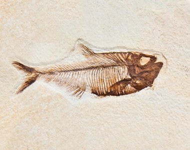 Balık Fosili