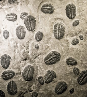 Antik trilobitler fosiller