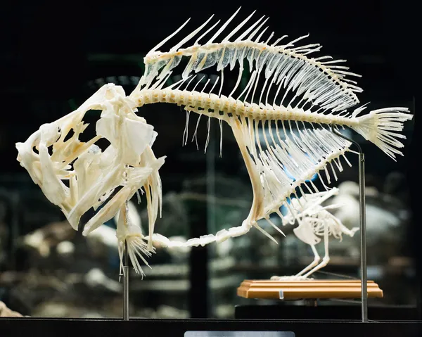 Fish skeleton — Stock Photo, Image