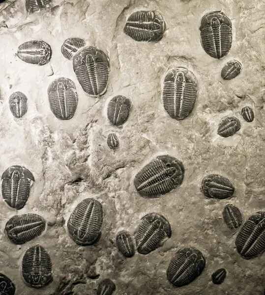 古代三叶虫化石 — 图库照片