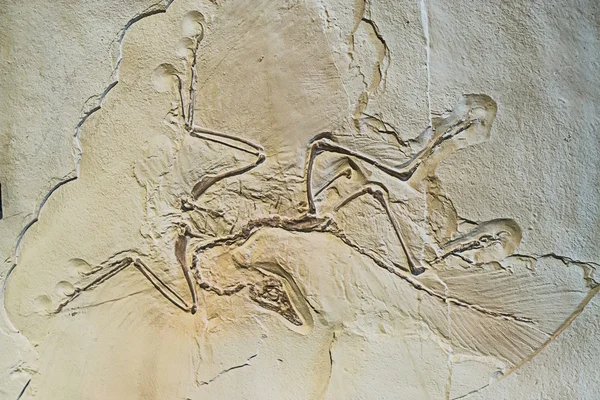 Archaeopteryx fossil — Stockfoto