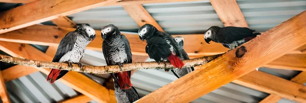 Dört papağan — Stok fotoğraf