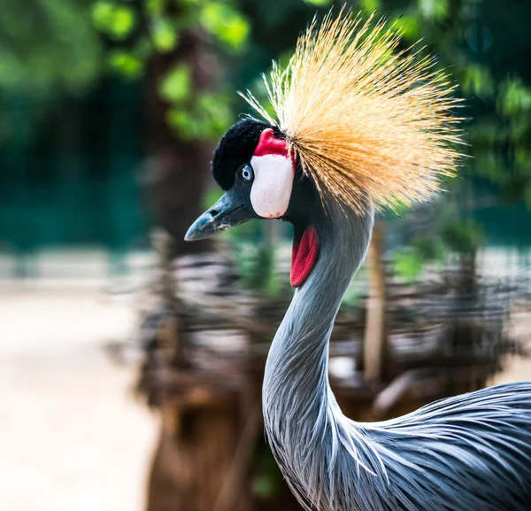 Afrikaanse gekroonde kraan — Stockfoto