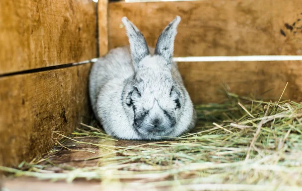 Mooie grijze konijn in het hooi — Stockfoto