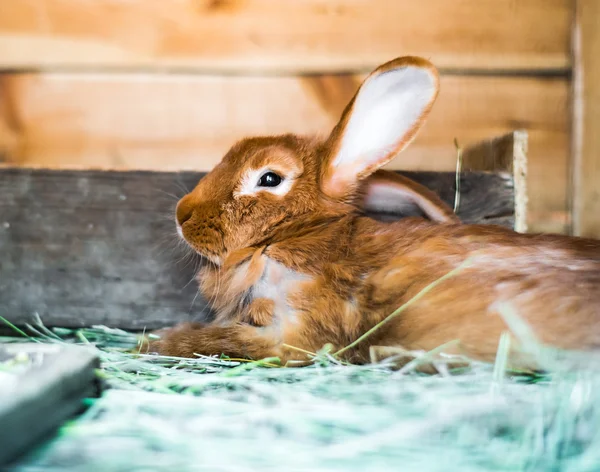Mooie roodharige konijn in het hooi — Stockfoto