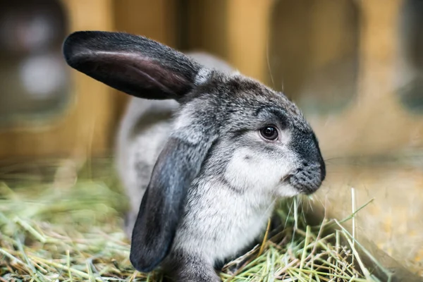 Beautiful black-and-white rabbit in the hay — Stock Photo, Image