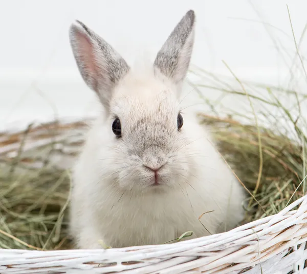 兔子与胡萝卜 — 图库照片