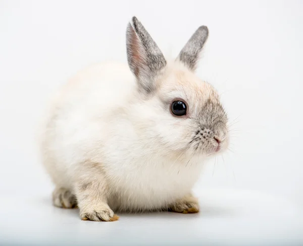 白いウサギ — ストック写真