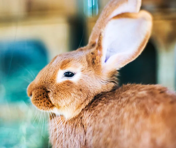 Красивый рыжий кролик в сене — стоковое фото