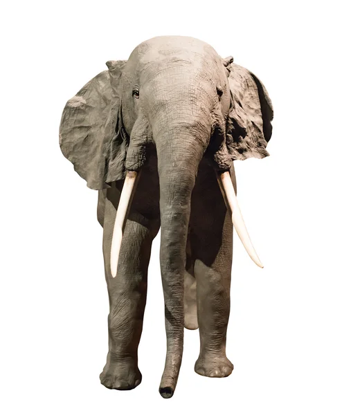 Elefant — Stockfoto